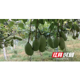 桑植县桥自弯镇王家村：谋发展、惠民生 多措并举开展“我为群众办实事”活动