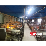 湖南慈利：生猪养殖不忘“生态经”