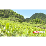慈利县农业农村局调研组调研全县茶产业发展情况