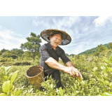 张家界市永定区：天门山下幸福歌