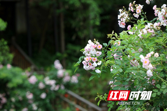 张家界市武陵源区：乡村民宿生态美（组图）