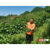 张家界市桑植县：昔日荒坡岭 今日花果山