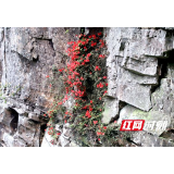 张家界武陵源白虎堂：杜鹃花开五月艳