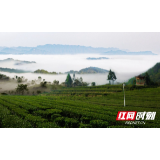 一“叶”致富 ——“桑植白茶”地标助力乡村振兴纪实