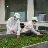 【工人阶级跟党走 建功立业新时代】西莲茶飘香