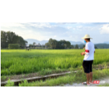 慈利：无人机为水稻“治病”“撒肥”
