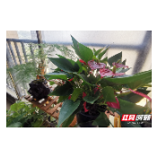 【绿色张家界】福利又来了！千份家庭园艺养护礼品等你来领