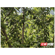 慈利县三官寺土家族乡：甜脆李挂满枝头  土家人喜迎丰收