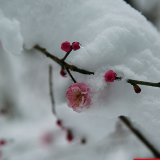 张家界：探寻童话世界里的首场春雪