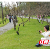 跻身全省前五！桃花源旅客接待数量持续上涨