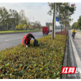 安乡：志愿红为城市“增颜值”