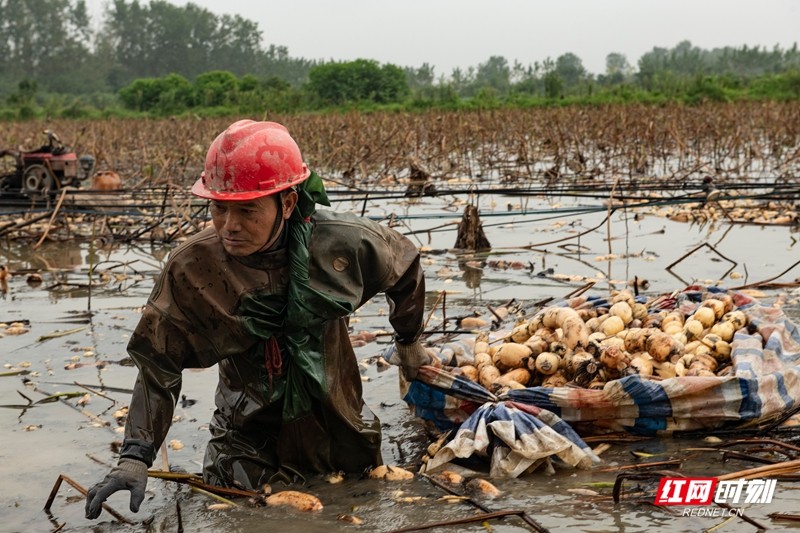 挖藕工老高 拍于汉寿沧港 曾毅文13973617775.jpg