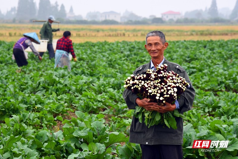 《安乡蕻儿供港深》 吴昌顺.jpg