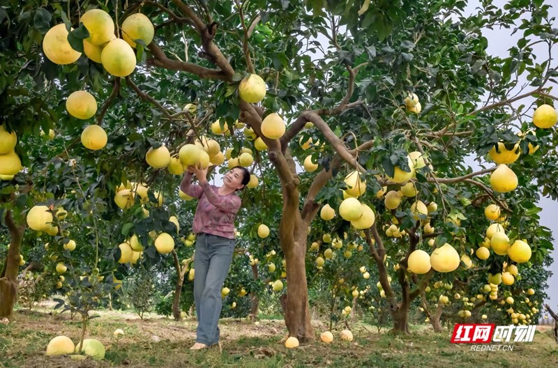 金秋柚香 邓群智摄.jpg