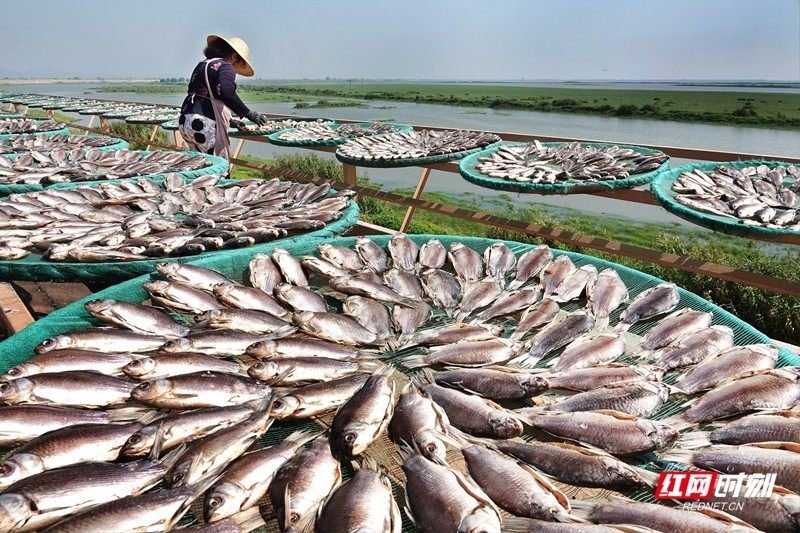 《洞庭湖畔风干鱼》摄影:周献坤 13087363322.jpg