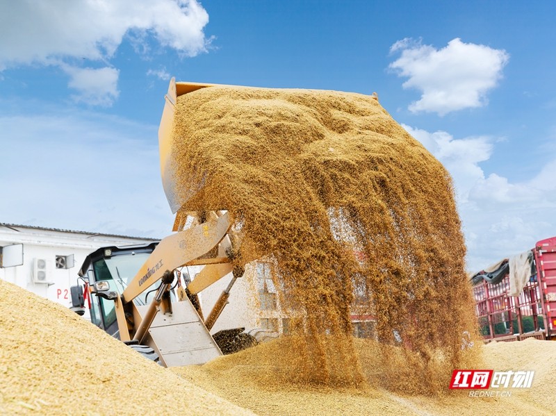 《晒丰年》(鼎城谢家铺)宋才华 13607360739.jpg