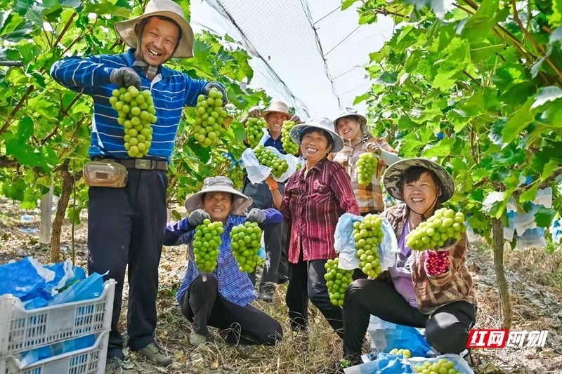 硕果累累 彭艮健手机拍摄.jpg