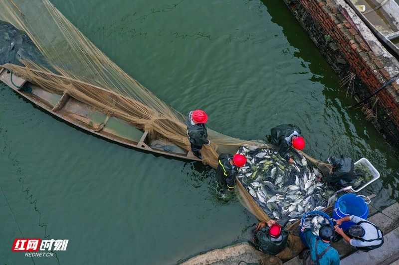 王焕初《起鱼》金秋十月也是鱼获颇丰的季节,常德市西洞庭湖农场渔业养殖户打捞鳊鱼、鲫鱼供应市场,满足消费者需求。.jpg