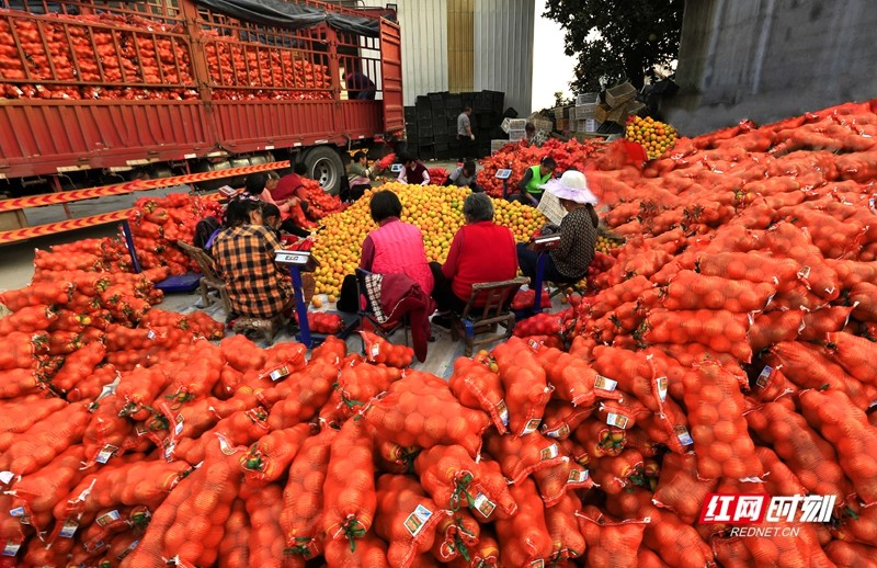 丰收忙 田玉华 摄.jpg