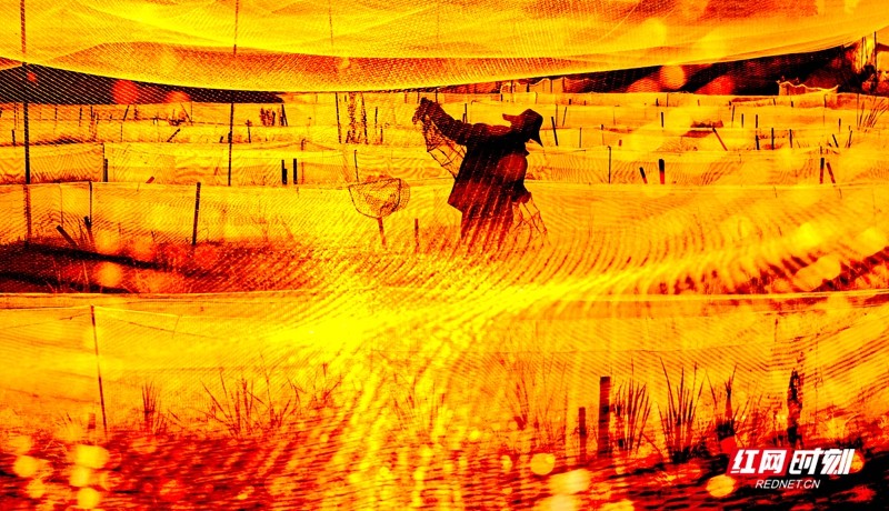 《金色的梦》摄影 ∶胡晓新∶电话13875040591.jpg