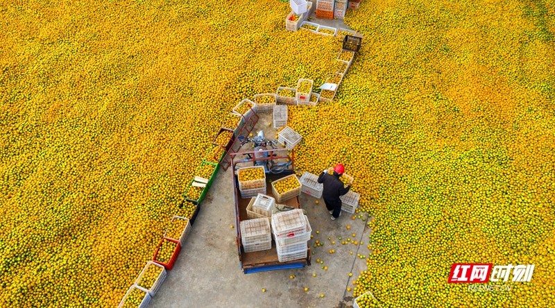 黄金满地 佘宏建 摄.jpg