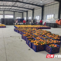 澧县码头铺镇刻木山村: 党建红映橙橘香 特色产业铺就振兴路