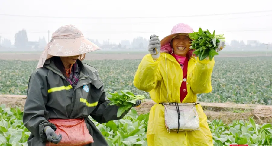 安乡稻稻菜 农民富起来①丨从“小产业”到“大引擎”的赋能篇章