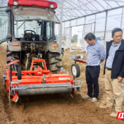 安乡稻稻菜农民富起来②丨从“田间菜”到“湾区鲜”的破局之路