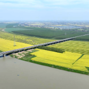 安乡稻稻菜农民富起来③丨从“冬闲田”到“增收田”的基因密码