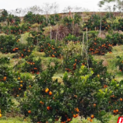 石门“一元钱的承诺”:一场跨越山海的爱心直播助农记