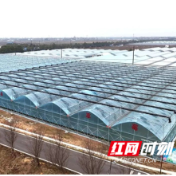 常德西湖：小草莓拎包入住“精装房” 安全感爆“棚”