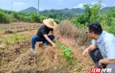 石门夹山镇：“一对一”解决棉农种植难题