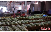 常德：本地水果进入上市“预热季” 批量上市待八月