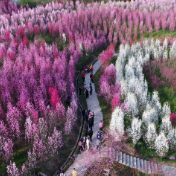 官宣！3月28日，常德桃花源向全国发出“休·仙”邀请函