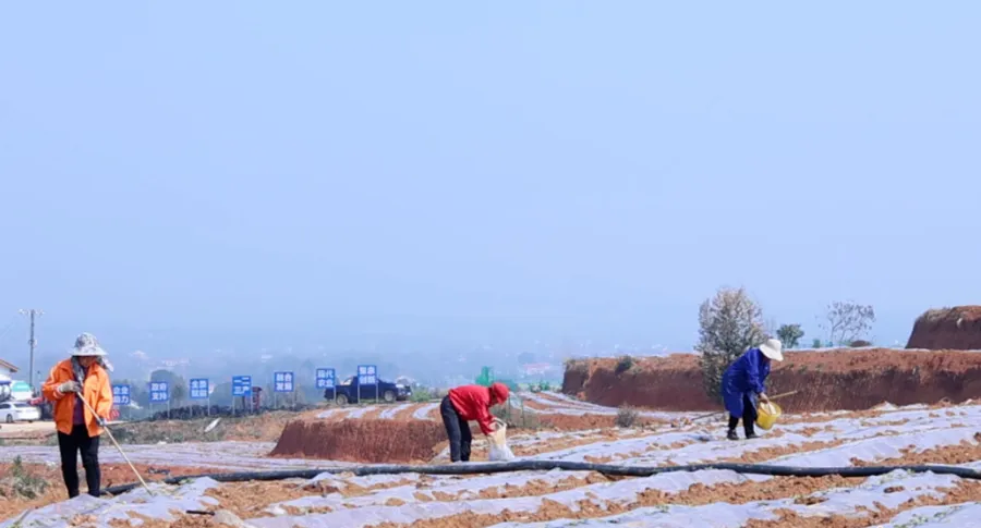 临澧：春耕春管正当时 田间地头焕生机