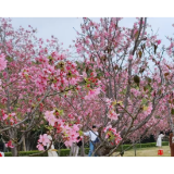 赴一场桃花源里的春日浪漫