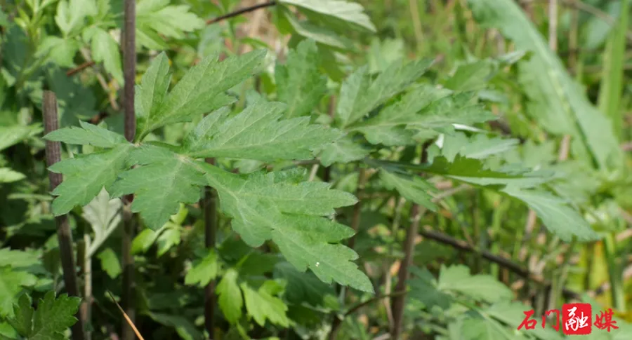 石门：春采青蒿做粑粑 舌尖上的春季限定