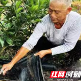清廉常德丨临澧:监督护航甜蜜果 一键浇灌致富园