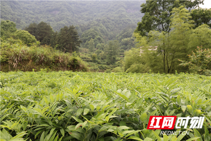 图二：基地里的药材长势喜人。_副本.jpg