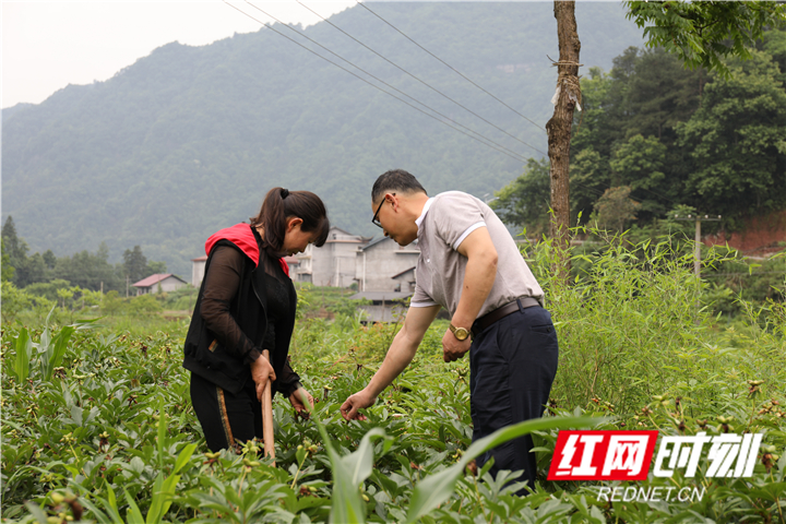 图三：秦松在中药材基地对农户进行务工指导_副本.jpg