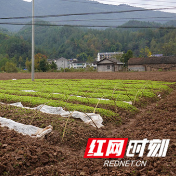 桑植陈家坪村：80亩闲田变宝地 产业发展促振兴