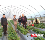 张家界市、区人大代表和政协委员调研乡村振兴