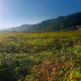 桑植县桥自弯镇龙潭村:以茶富农助力乡村振兴