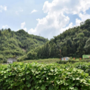 【周末去哪儿 玩转张家界】沿宝峰山，来一场浪漫之旅