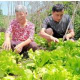 廖金平：让高山蔬菜“端上”省城市民餐桌