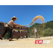 张家界市武陵源区：丰收晒秋忙（组图）