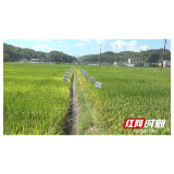 慈利县举行水稻新品种展示示范现场观摩会