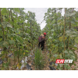 桑植县潮水河村：蔬菜基地喜获丰收 村民忙采摘