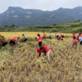 武陵源区旅游产业公司机关党支部：田间地头学党史 我为群众办实事