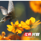 张家界黄龙洞风景区：花开蝴蝶来（组图）